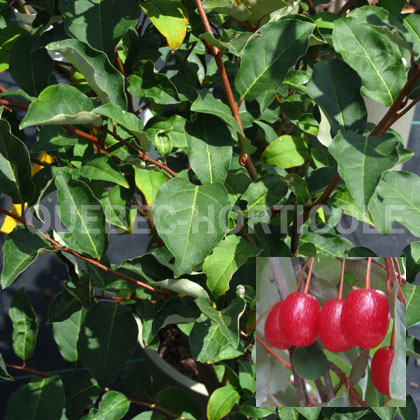 image de Elaeagnus Red Gem