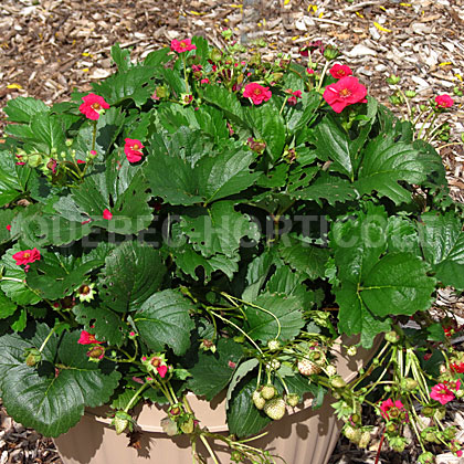 image de Fragaria Berried Treasure™ Red