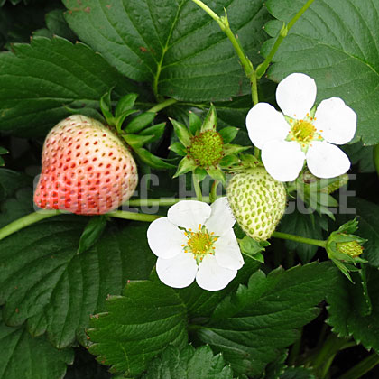 image de Fragaria Fragoo™ White