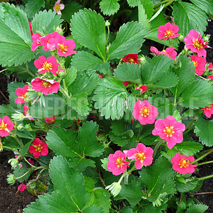 image de Fragaria Berries Galore Rose