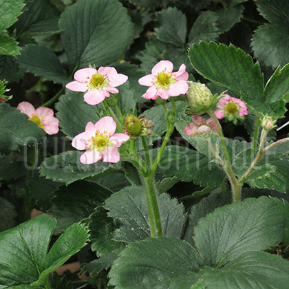 image de Fragaria Gasana