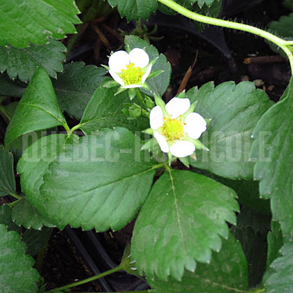 image de Fragaria Profruit Quatre-saisons