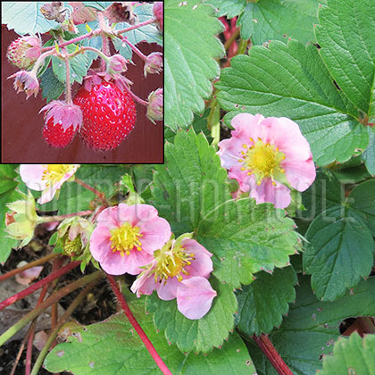 image de Fragaria Rosalyne