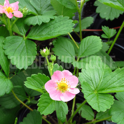 image de Fragaria Roseberry