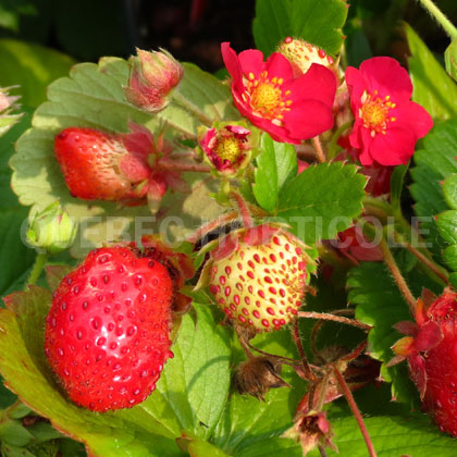 image de Fragaria Ruby Ann