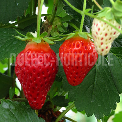 image de Fragaria Toscana