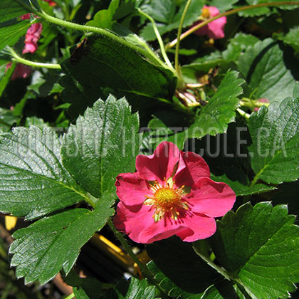 image de Fragaria Pretty In Pink