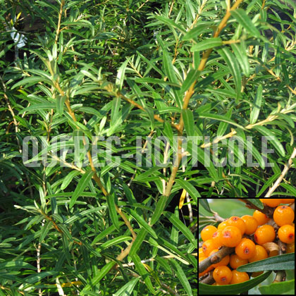 image de Hippophae Pollmix & Leikora