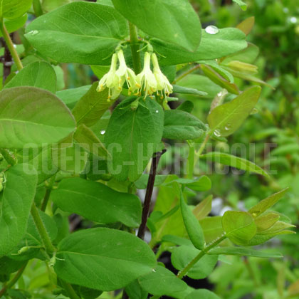 image de Lonicera Berry Blue