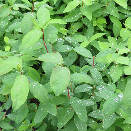 image de Lonicera caerulea Blue Belle