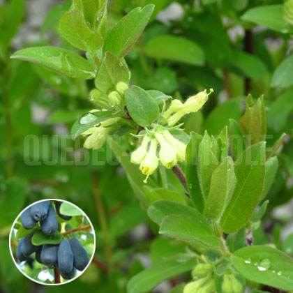 image de Lonicera Borealis