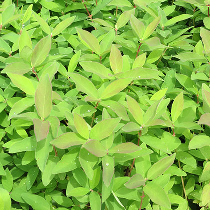 image de Lonicera caerulea Tundra