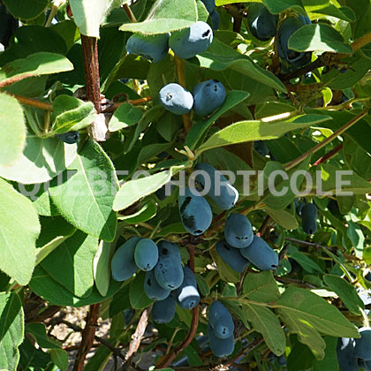 image de Lonicera caerulea Tundra