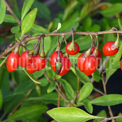 image de Lycium barbarum Big Lifeberry