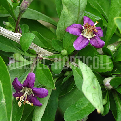 image de Lycium barbarum Dynamite