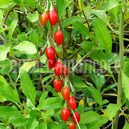 image de Lycium barbarum Sweet Lifeberry