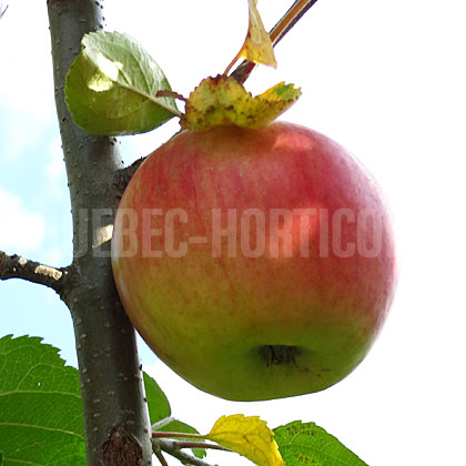 image de Malus Freedom