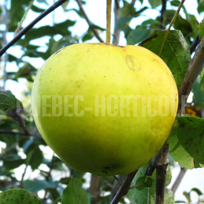 image de Malus Ginger Gold