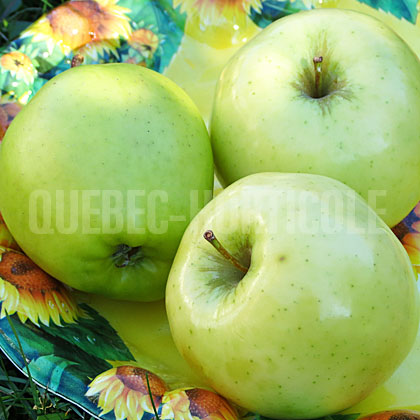 image de Malus Delicieuse Jaune