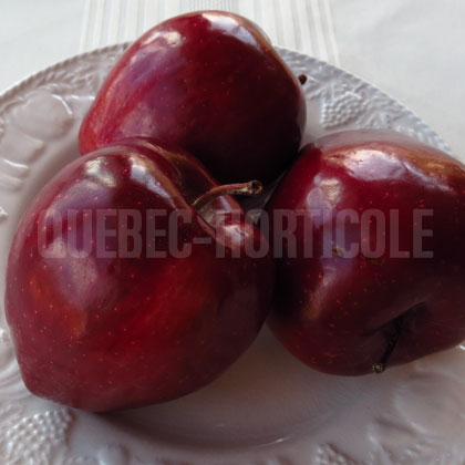 image de Malus Délicieuse Rouge