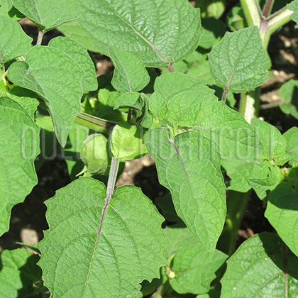 image de Physalis pruinosa Golden Husk