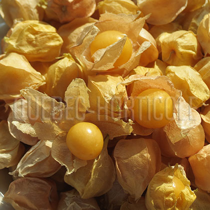 image de Physalis pruinosa Golden Husk