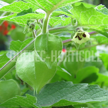 image de Physalis Little Lantern