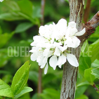 image de Prunus Brookred