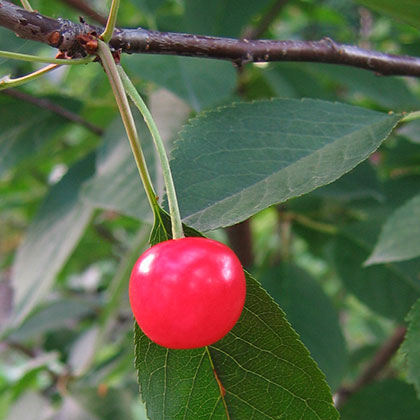 image de Prunus Evans