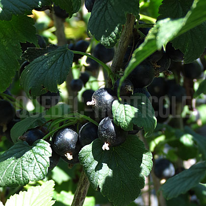 image de Ribes nigrum Ben Sarek