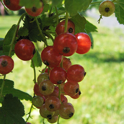 image de Ribes rubrum 