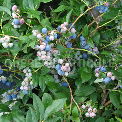 image de Vaccinium Bluecrop