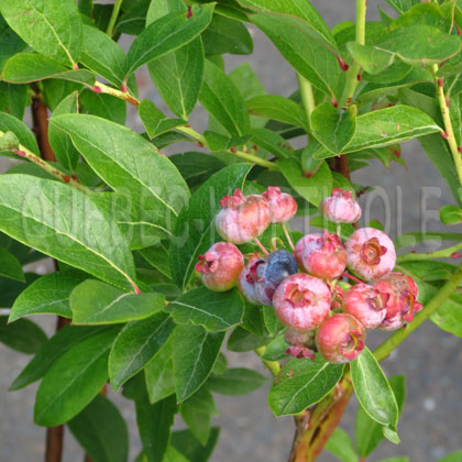 image de Vaccinium Chandler