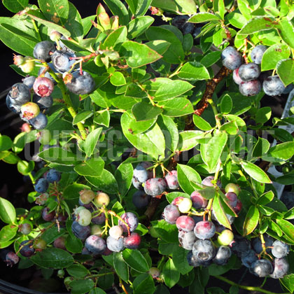 image de Vaccinium Chippewa