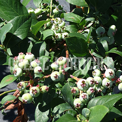 image de Vaccinium Elliott