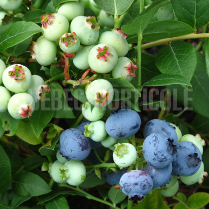 image de Vaccinium Northland