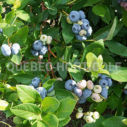 image de Vaccinium Patriot