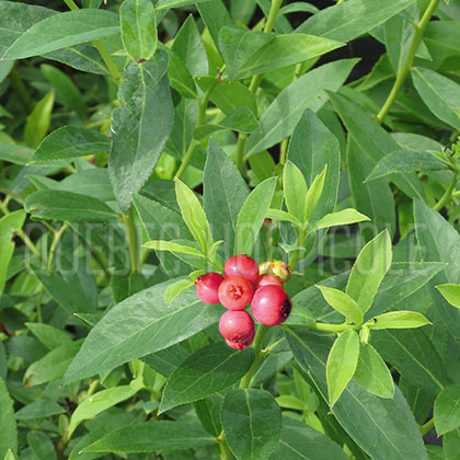 image de Vaccinium Pink Lemonade