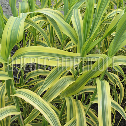 image de Arundo donax Golden Chain