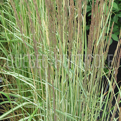 image de Calamagrostis x acutiflora Avalanche