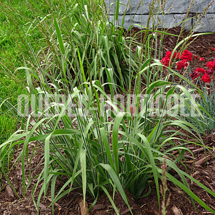 image de Calamagrostis x Cheju-Do