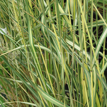 image de Calamagrostis x acutiflora Eldorado