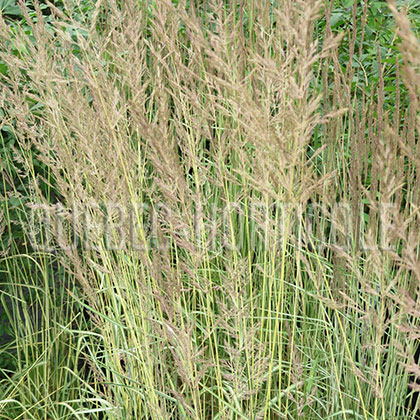 image de Calamagrostis x acutiflora Eldorado