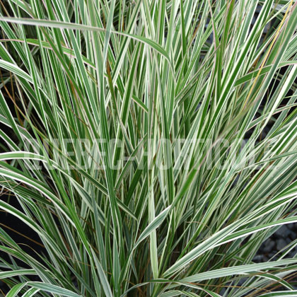 image de Calamagrostis x acutiflora Overdam