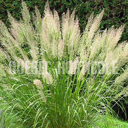 image de Calamagrostis brachytricha 