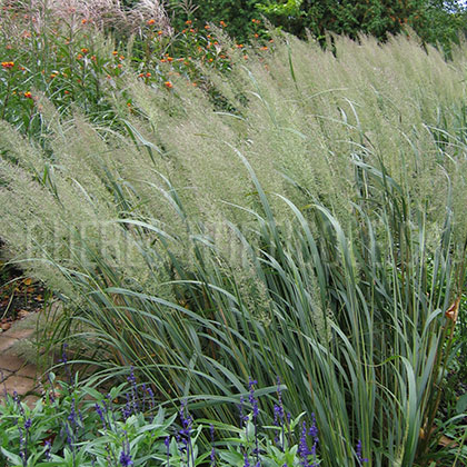 image de Calamagrostis brachytricha 