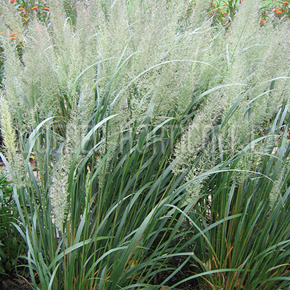 image de Calamagrostis brachytricha 