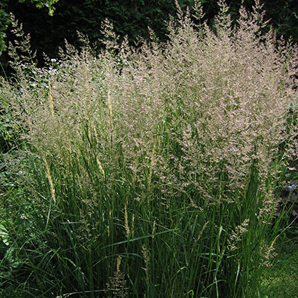 image de Calamagrostis x acutiflora Karl Foerster