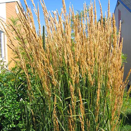 image de Calamagrostis x acutiflora Karl Foerster