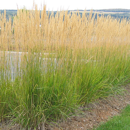 image de Calamagrostis x acutiflora Karl Foerster